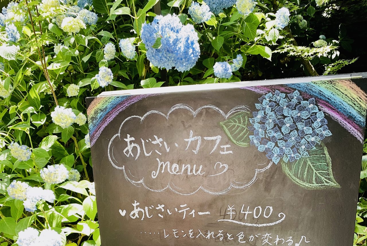 秋田県男鹿市 年7月19日 日 まで アジサイが咲く絶景が楽しめます 号外net 秋田市 県央