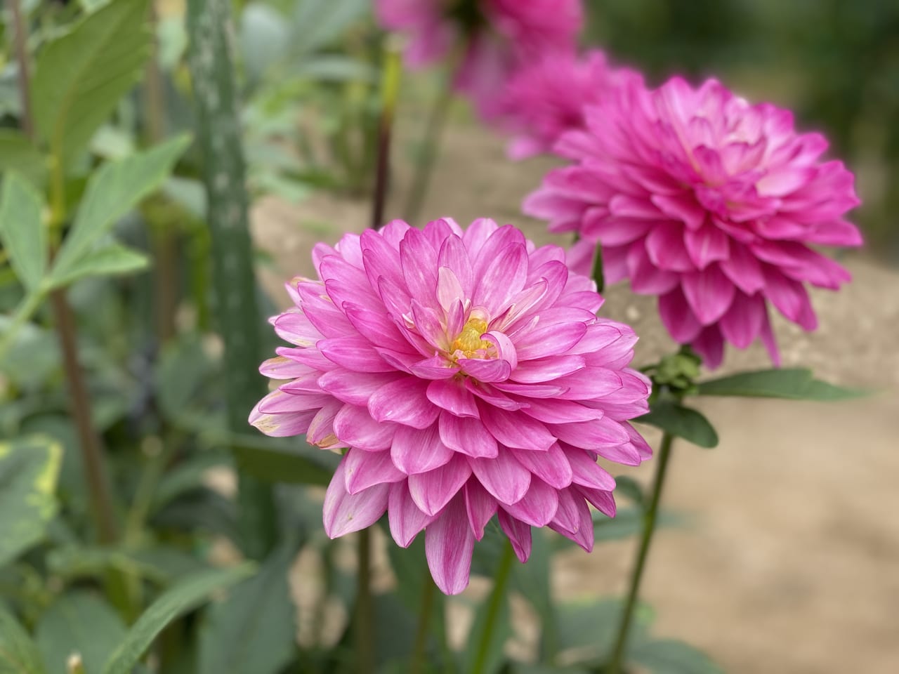 秋田県 秋のバラと大曲の花火をイメージしたダリアが見頃を迎えます 号外net 秋田市 県央